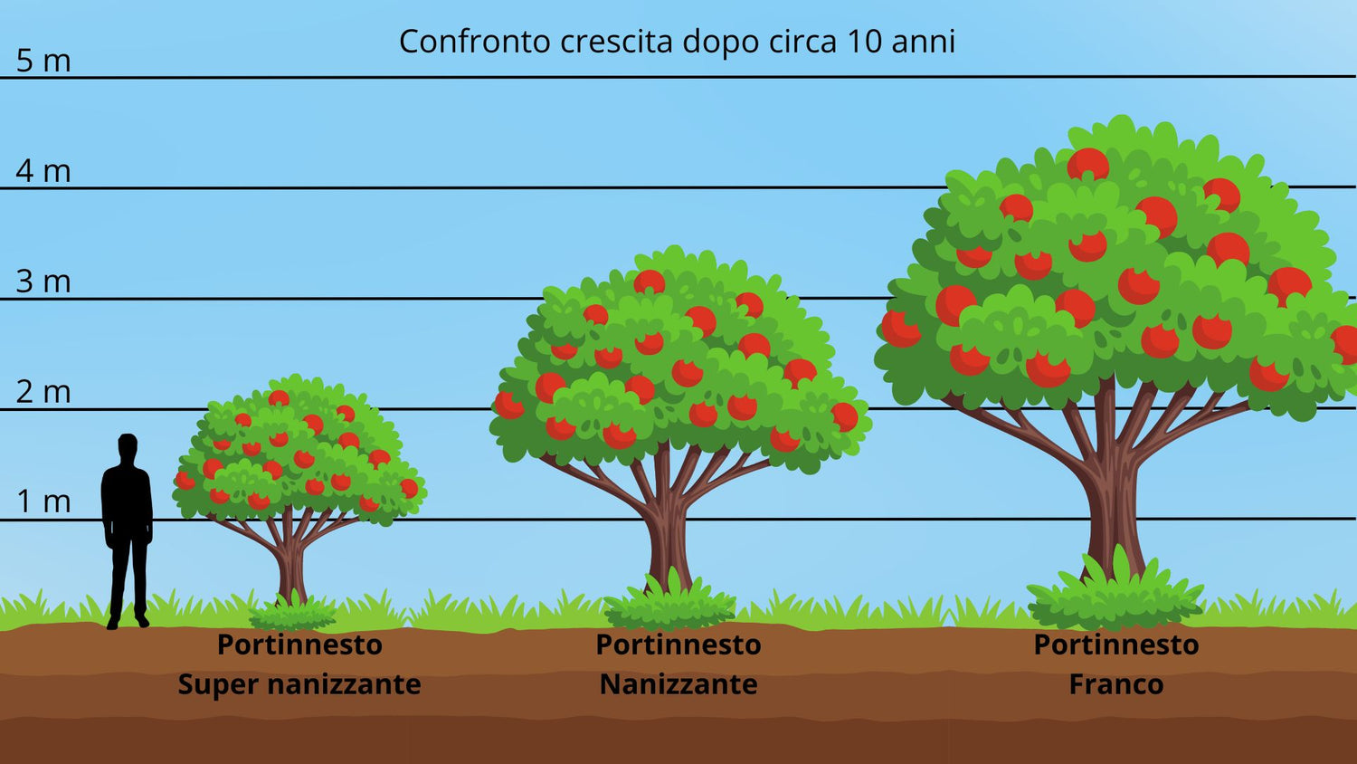 Piante su Portinnesto Nanizzante