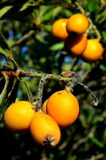Fruttiferi Antichi e Resistenti alle Malattie