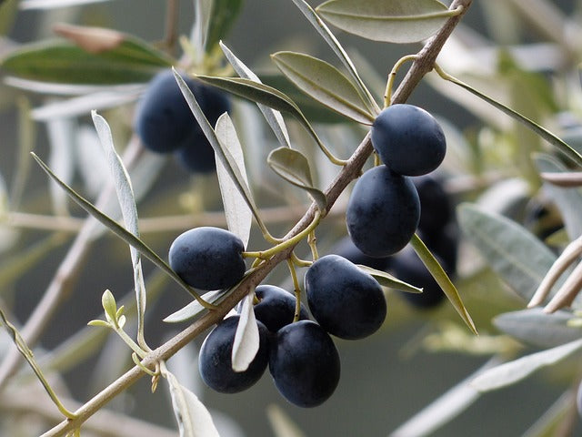 Olivo