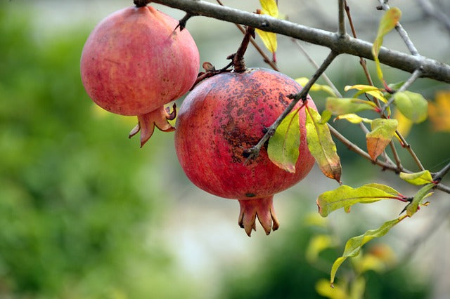 Fruttiferi Nutraceutici