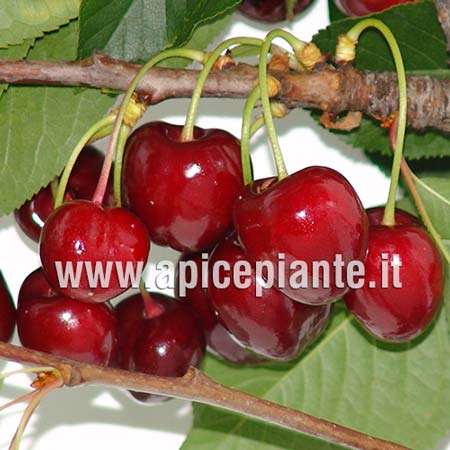 Ciliegio Bigarreau Burlat
